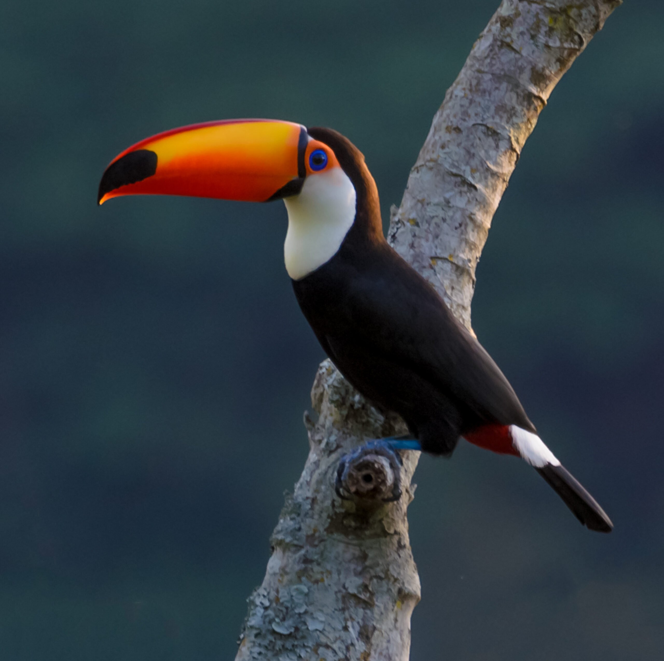 Tucano-toco é fotografado em Cordeiro; veja suas características