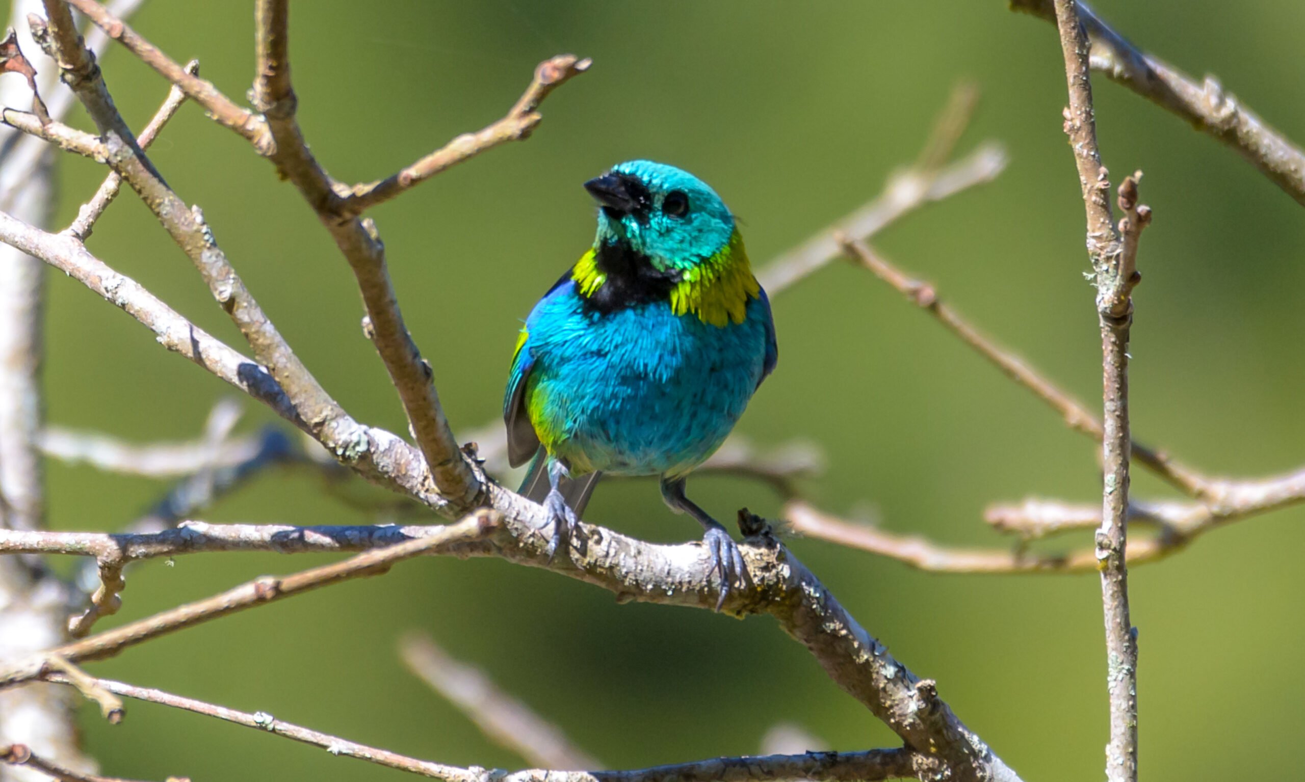 Saíra-sete-cores: ave multicolorida comum no interior do Rio de Janeiro