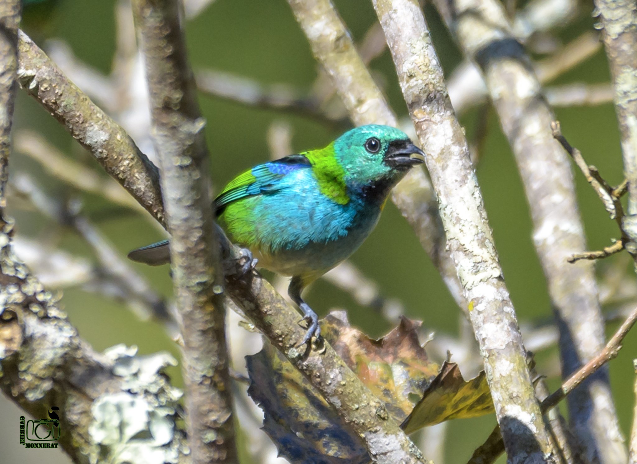 Saíra-sete-cores: ave multicolorida comum no interior do Rio de Janeiro