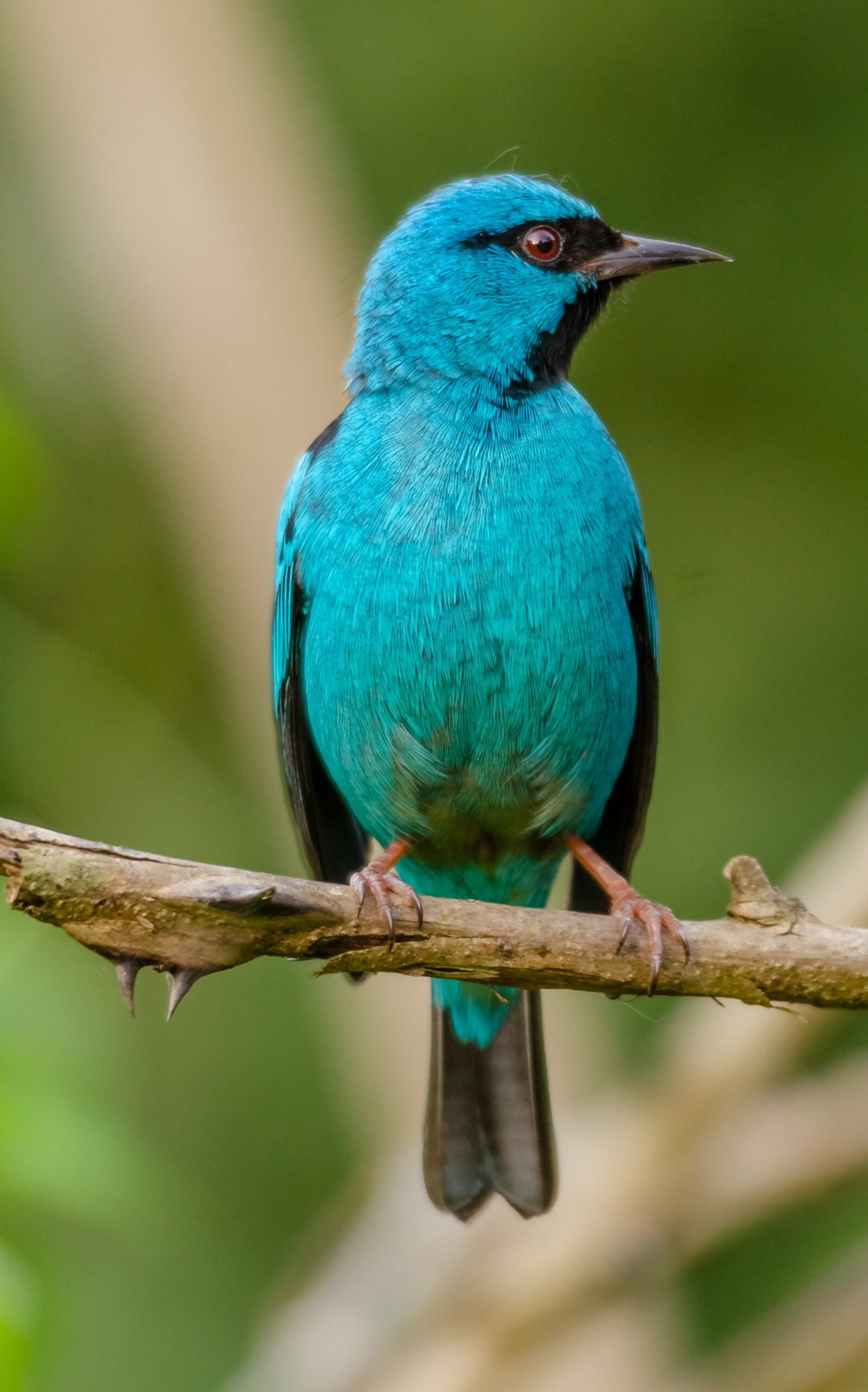 Saí-azul, a ave azul apreciável nos quintais da Região Serrana do RJ 1 DSC8532 11 2 scaled