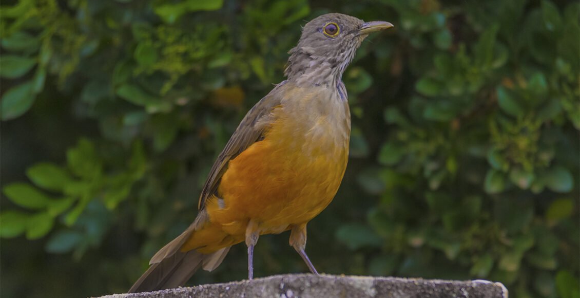 Sabiá-laranjeira em Cordeiro.