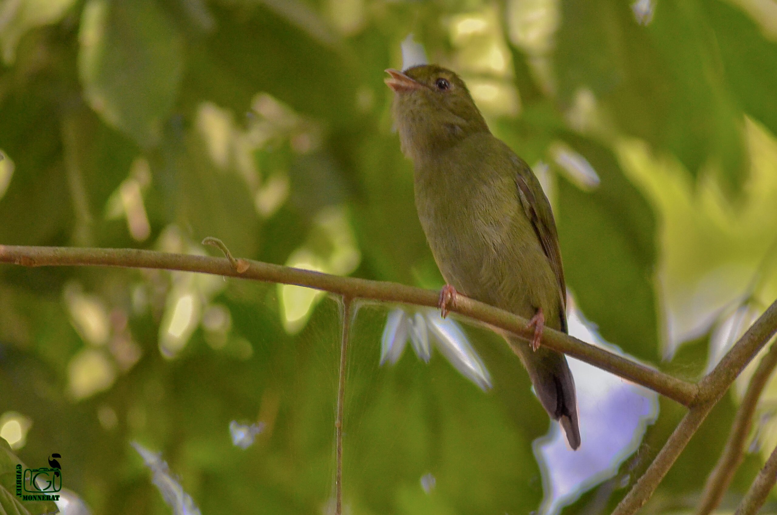Tangará - ave nativa e exótica da Mata Atlântica do Rio de Janeiro. (Foto: Gabriel Monnerat / Serra News RJ)