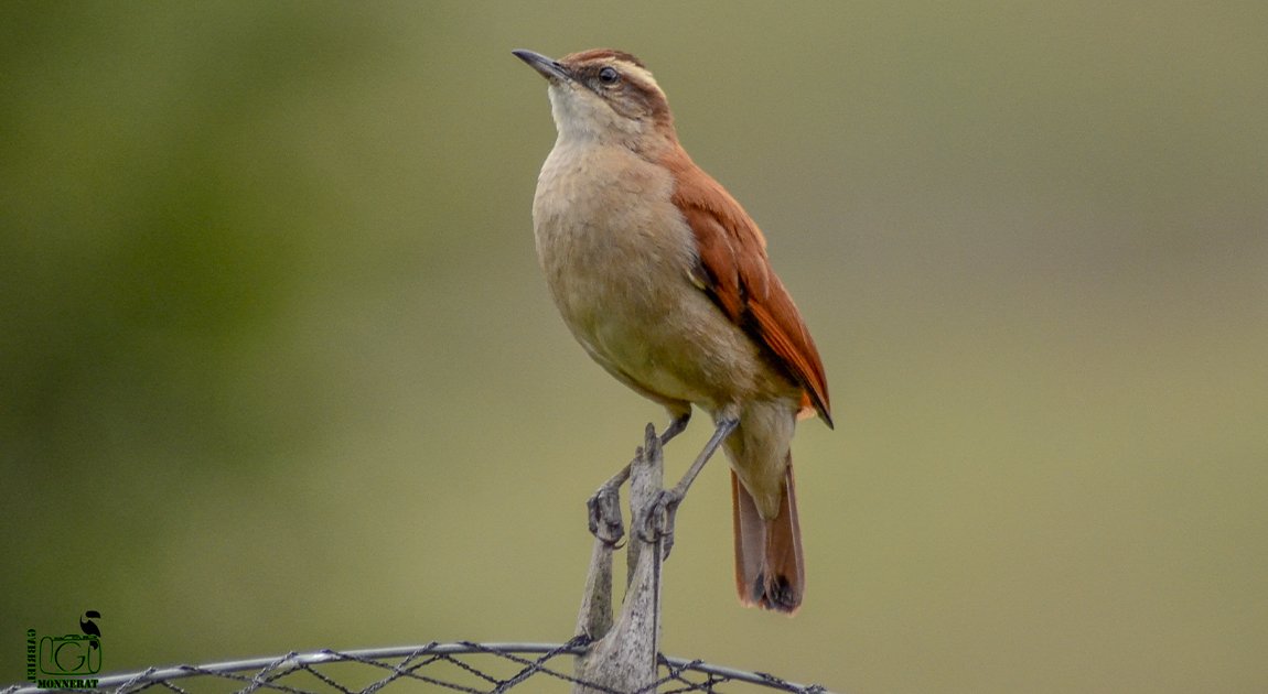 Casaca-de-couro-da-lama: ave confundida com joão-de-barro, comum na região