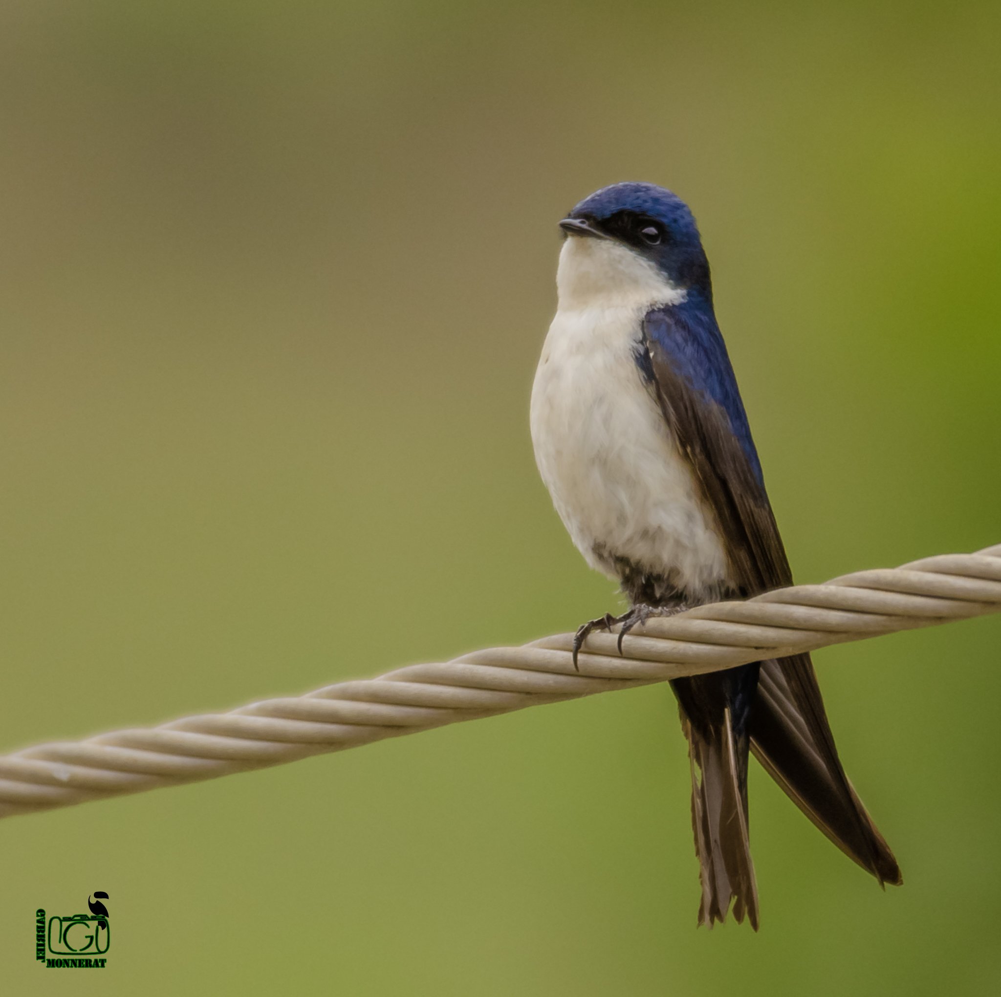 Visitantes da pandemia #12 Andorinhapequenadecasa