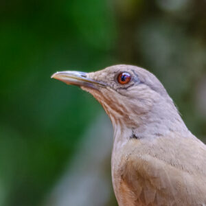 Natureza #3 – Sabiá-barranco têm um dos cantos mais bonitos da região 1 sabia do campo 2