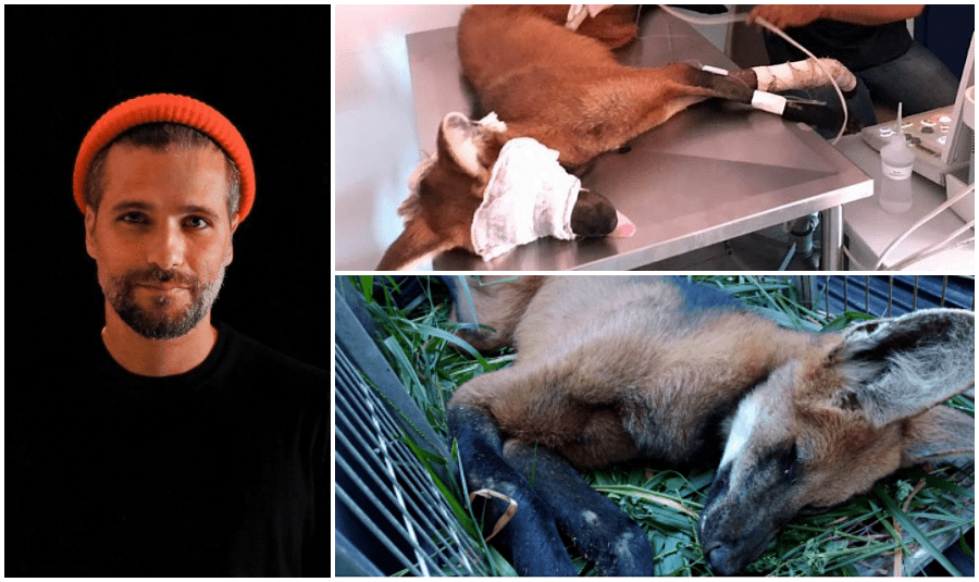 Bruno Gagliasso vira padrinho de fêmea de lobo-guará resgatada em Aperibé