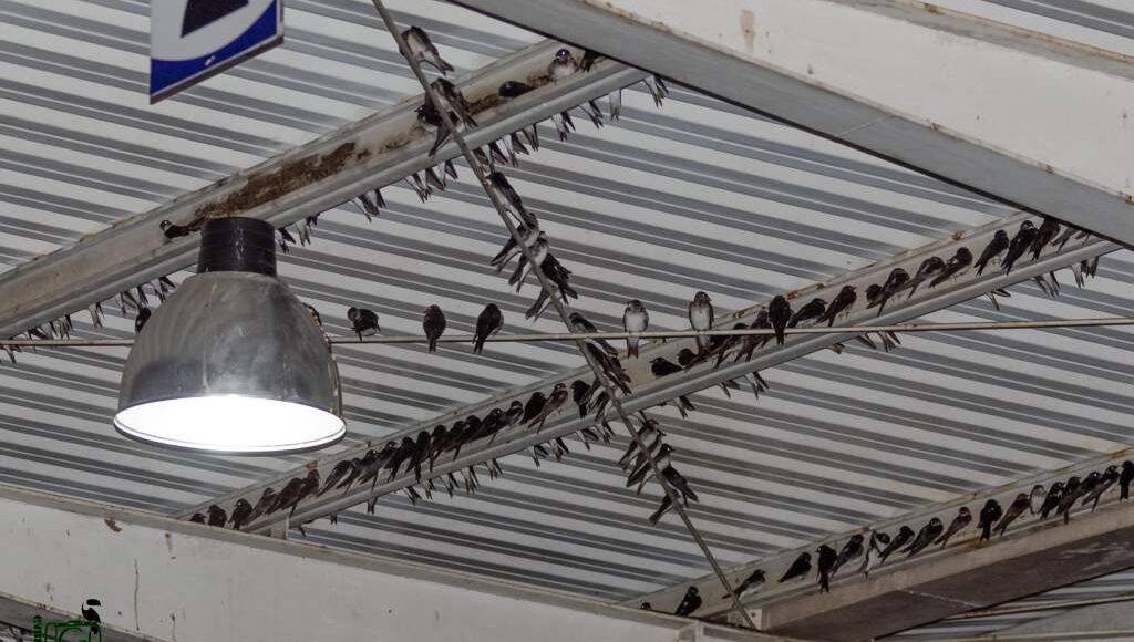 Pedágio em Cordeiro é escolhido por andorinhas para pernoite