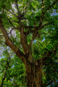 Praça do João XXIII: por dentro das memórias do Jardim de Cantagalo 4 DSC6025 8