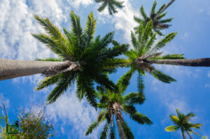 Praça do João XXIII: por dentro das memórias do Jardim de Cantagalo 2 DSC6032 10