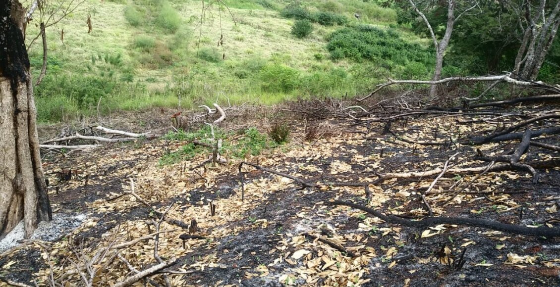 Polícia Ambiental identifica abertura de estrada e desmatamento em Itaocara