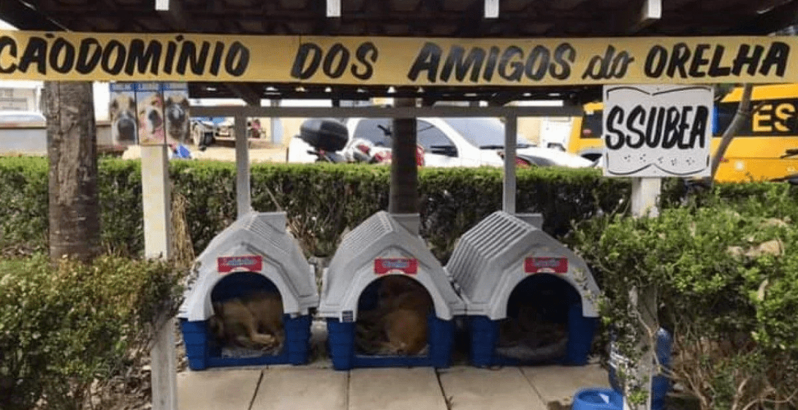 Ssubea cria "cãodomínio" para abrigar cães comunitários em Nova Friburgo