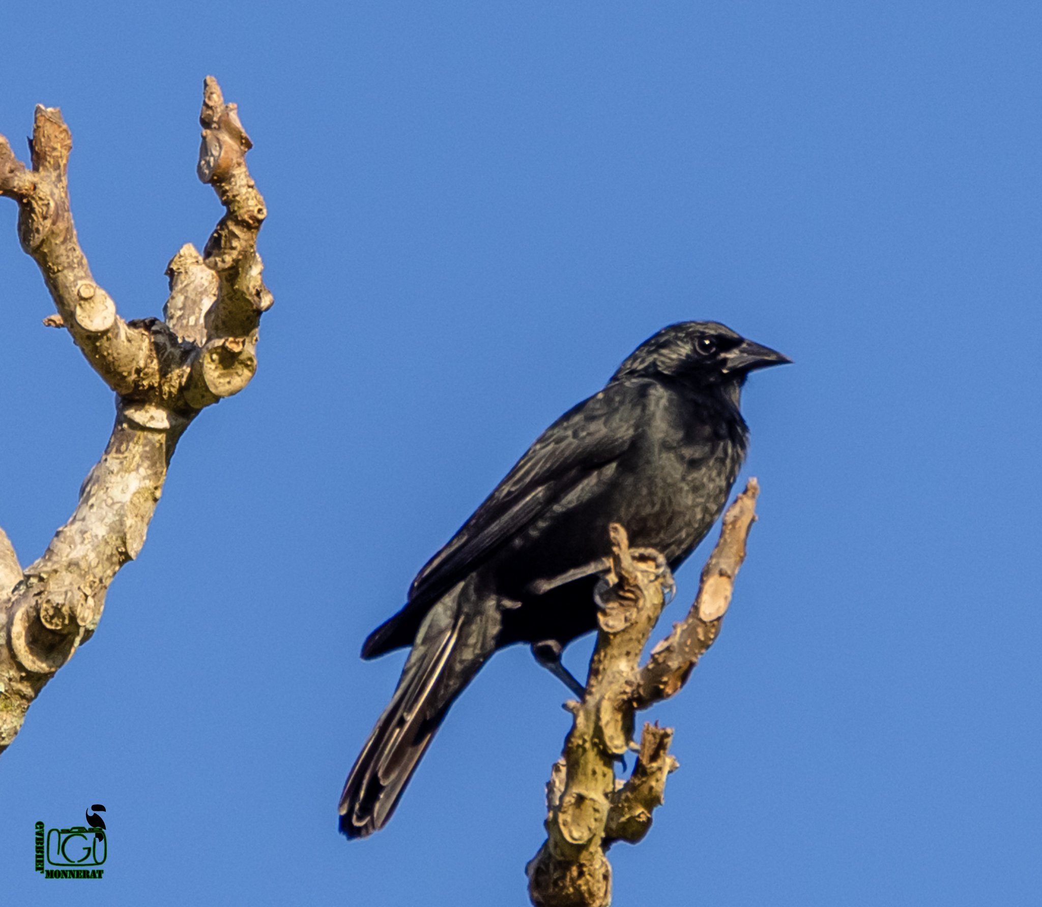 Melro, o pássaro símbolo do charmoso Jardim de Cantagalo 1 Pássaro Melro