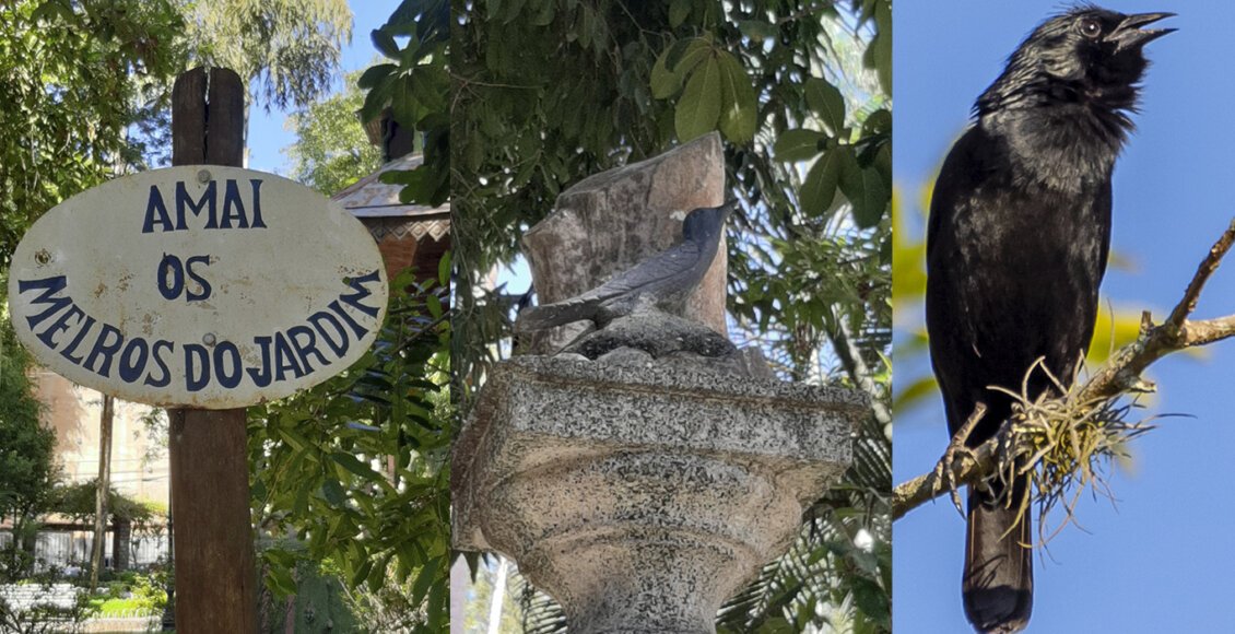 Melro, o pássaro símbolo do charmoso Jardim de Cantagalo