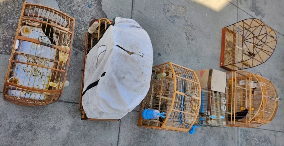 Pássaros da fauna silvestre são resgatados de cativeiro em Cordeiro