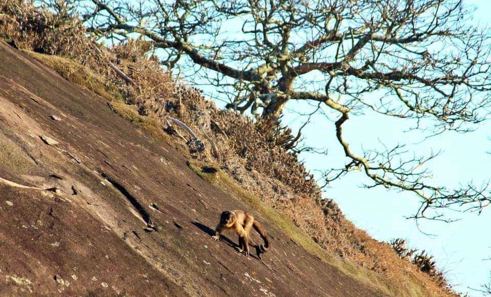 Aperibé: Animais reaparecem na Serra da Bolívia após preservação ambiental