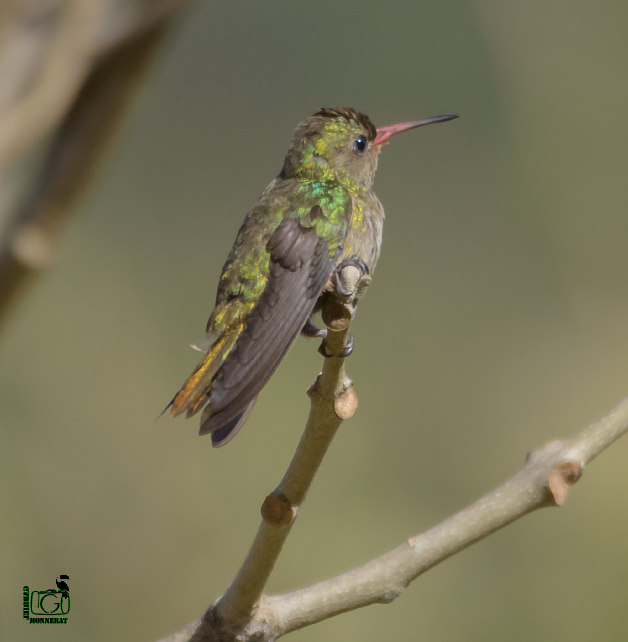 Beija-flor-dourado fotografado em Cordeiro é o primeiro registro no RJ 2 DSC0929 4