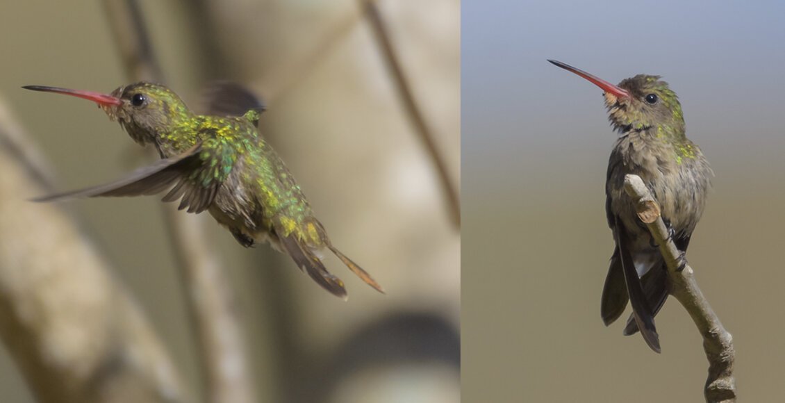 Beija-flor-dourado fotografado em Cordeiro é o primeiro registro no RJ