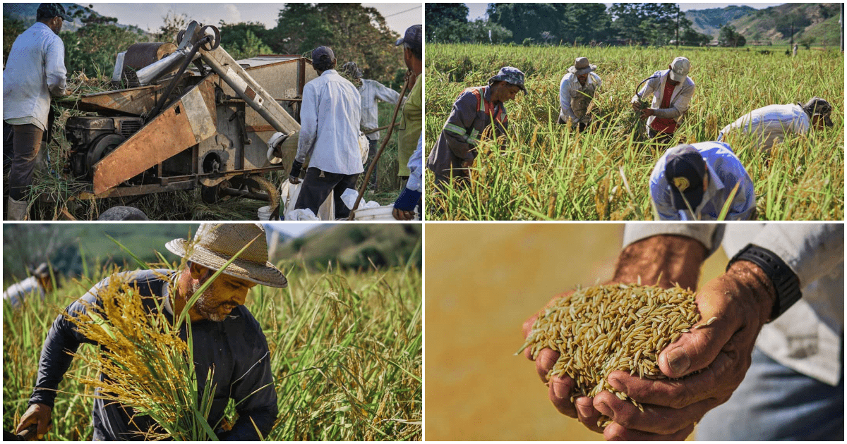 Encontro dos produtores de arroz anã de Porto Marinho acontece online