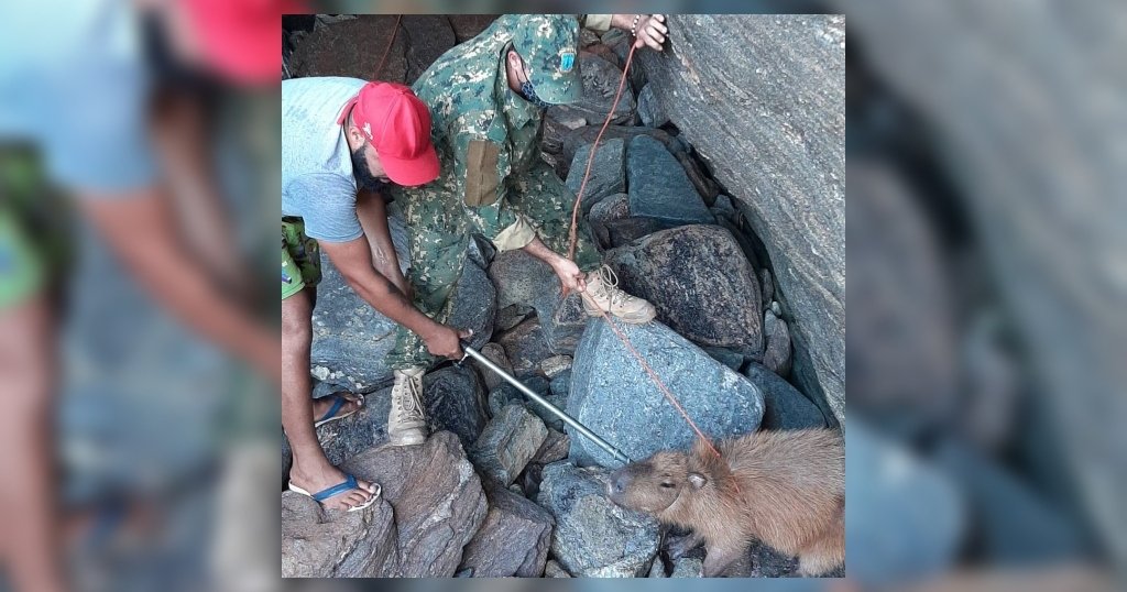 Guarda Ambiental resgata capivara presa em gruta na Região dos Lagos