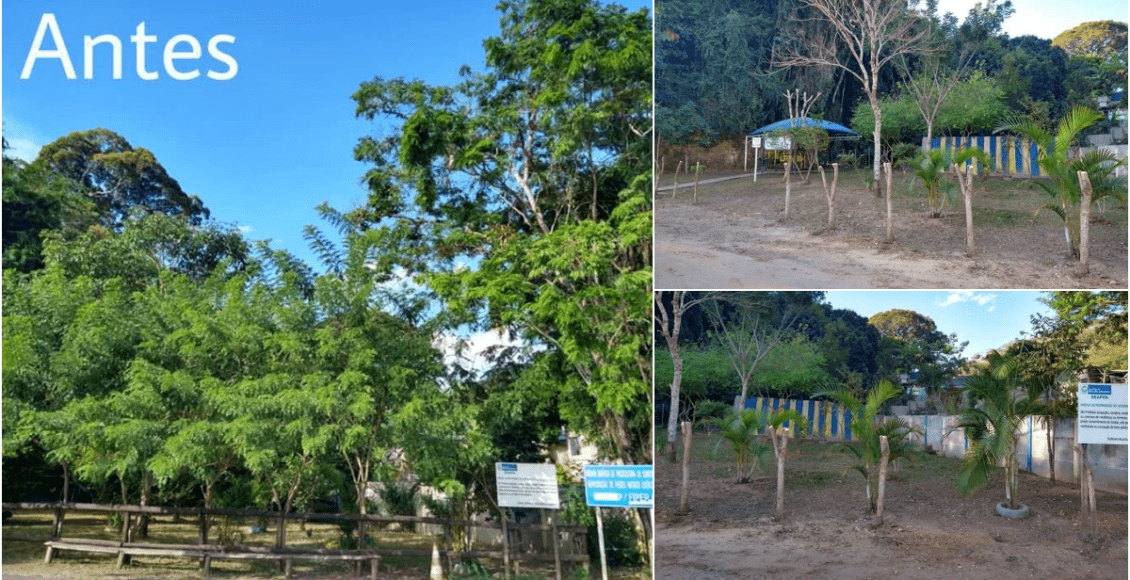 Moradores de Cordeiro indagam corte de árvores na Mata do Posto Zootécnico