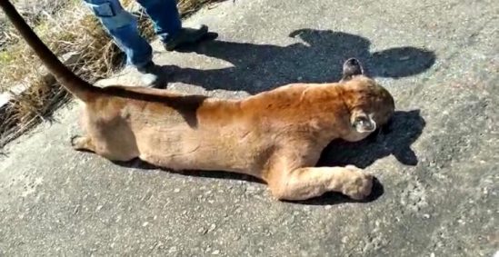 Vídeo: Onça parda morre após ser atropelada na RJ-158, em São Fidélis