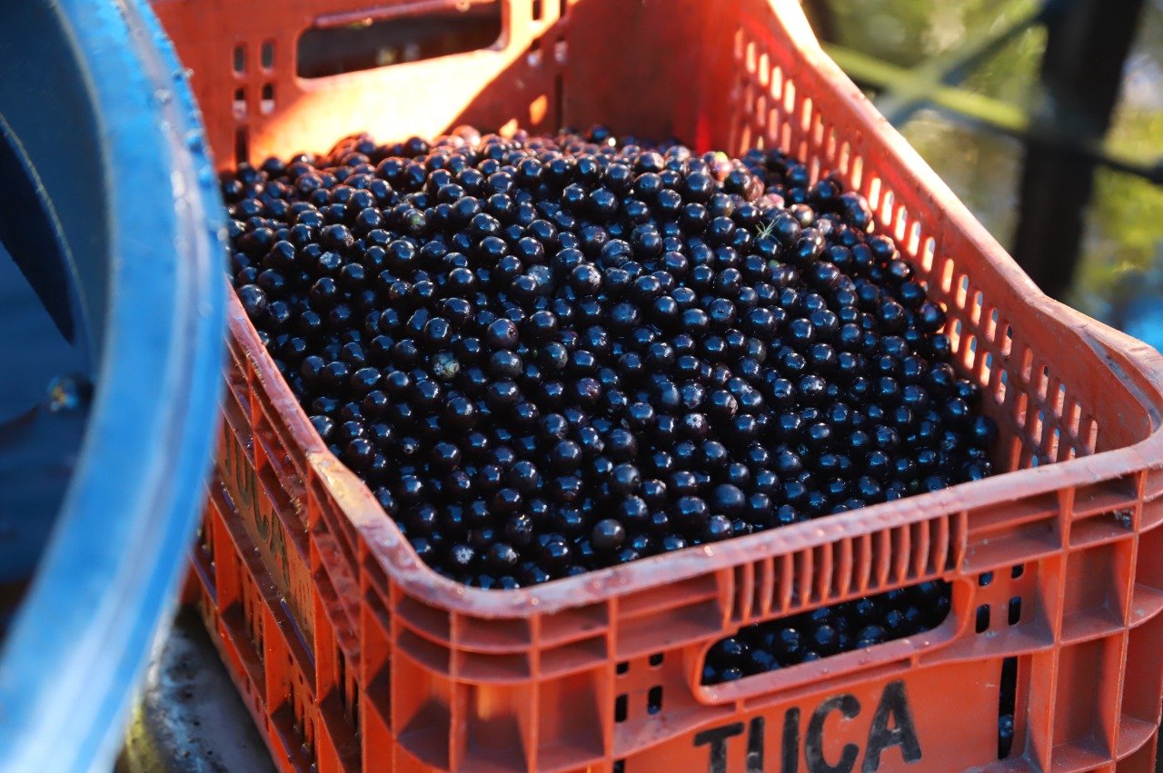 Projeto tenta salvar palmeira juçara da extinção na Região Serrana do Rio 1 Projeto tenta salvar palmeira juçara da extinção na Região Serrana do Rio