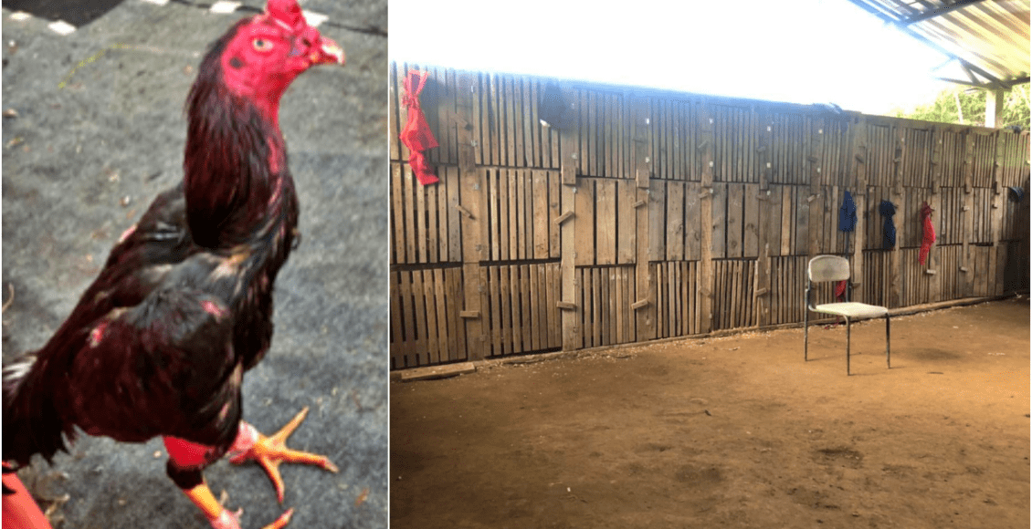 PM frustra rinha de galo em Bom Jardim e 19 são conduzidos para delegacia