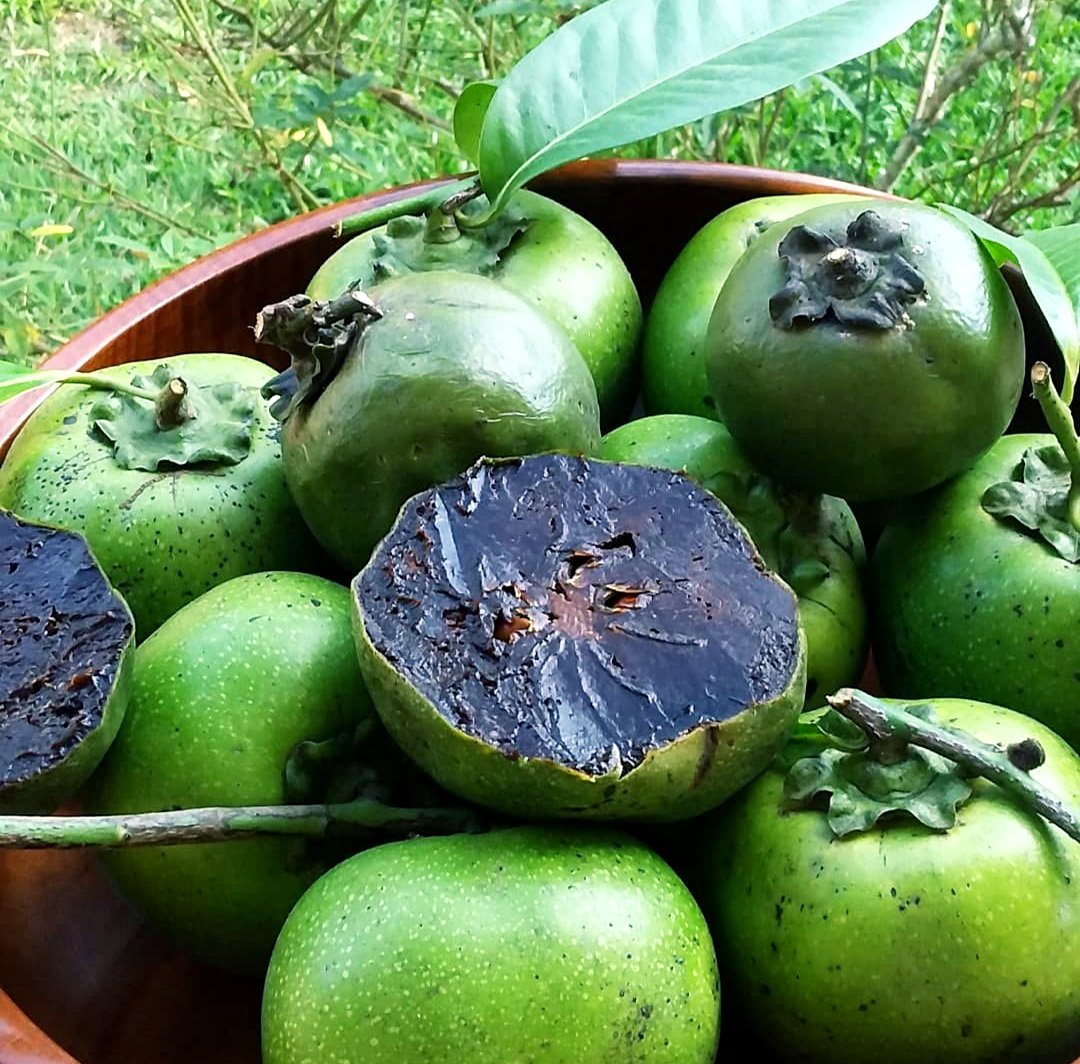 A Fazenda São Clemente e o pomar-parque de Auguste Glaziou 9 Sapota-preta ou fruta-pudim-de chocolate. Acervo Marcello Monnerat