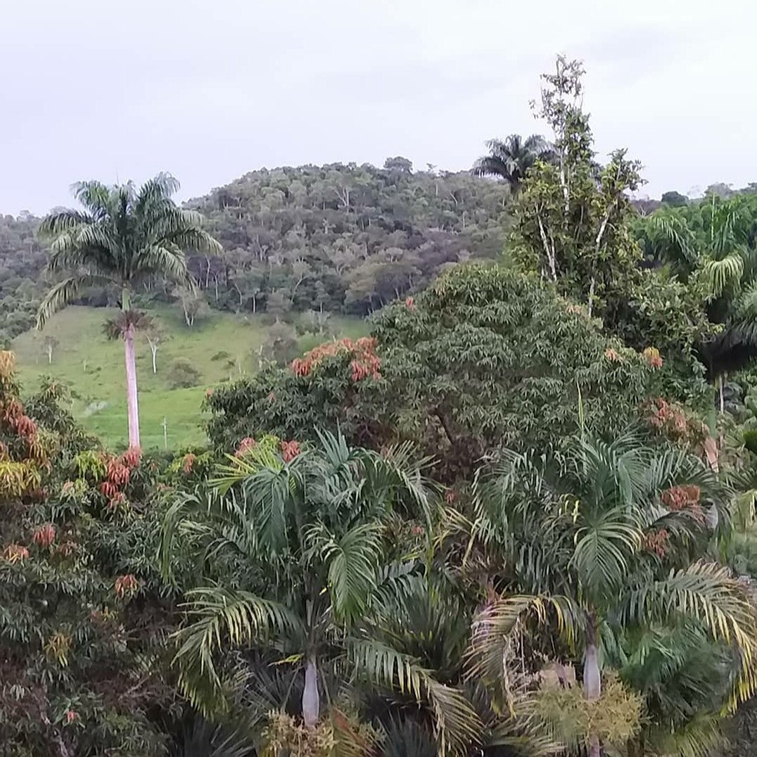 A Fazenda São Clemente e o pomar-parque de Auguste Glaziou 10 Tudo indica que o pomar-parque foi projetado por Auguste Glaziou. Acervo Marcello Monnerat