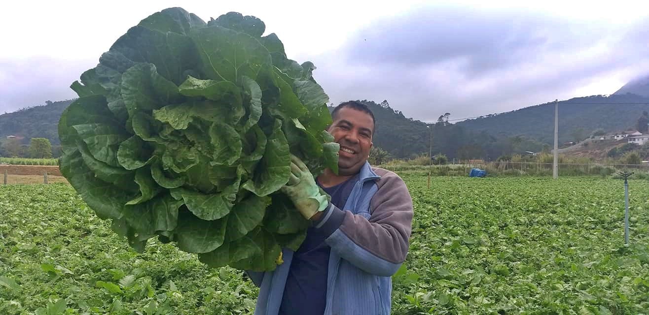 Produtor rural de Nova Friburgo colhe acelga gigante de 9 quilos 1 Produtor rural de Nova Friburgo colhe acelga gigante com mais de 9 quilos