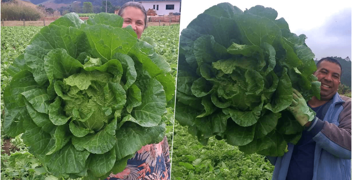 Produtor rural de Nova Friburgo colhe acelga gigante com mais de 9 quilos