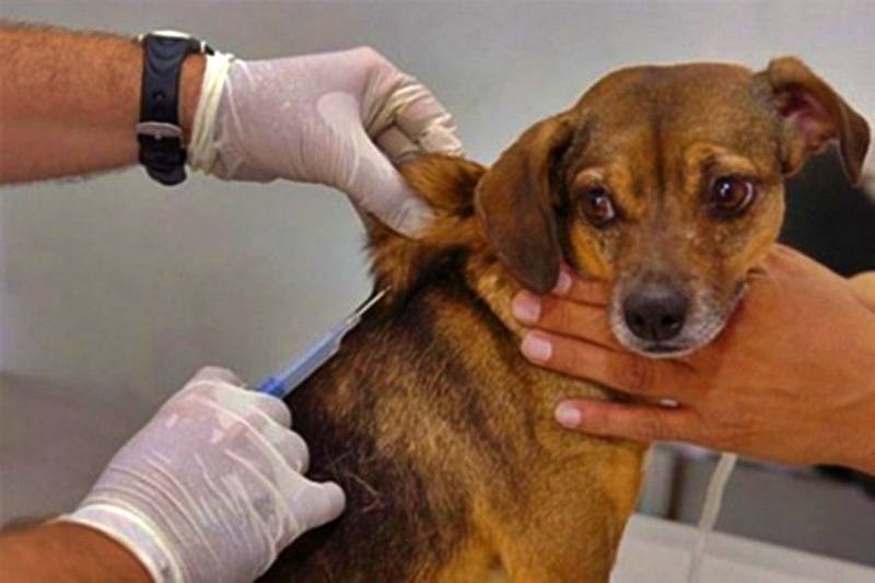 Cordeiro vai vacinar cães e gatos em domicílio na Campanha Antirrábica