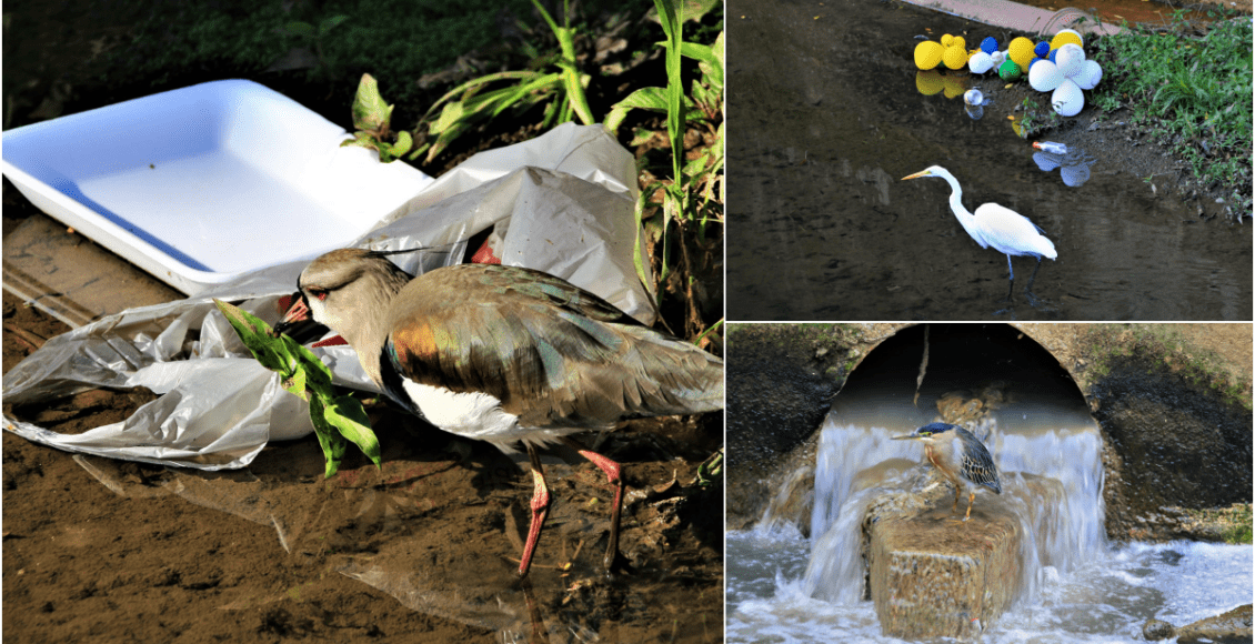 Friburgo: Natureza divide espaço com lixo jogado por pessoas no Rio Bengalas