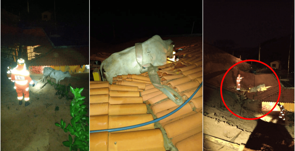 Vaca é resgatada após ficar pendurada em telhado em Além Paraíba
