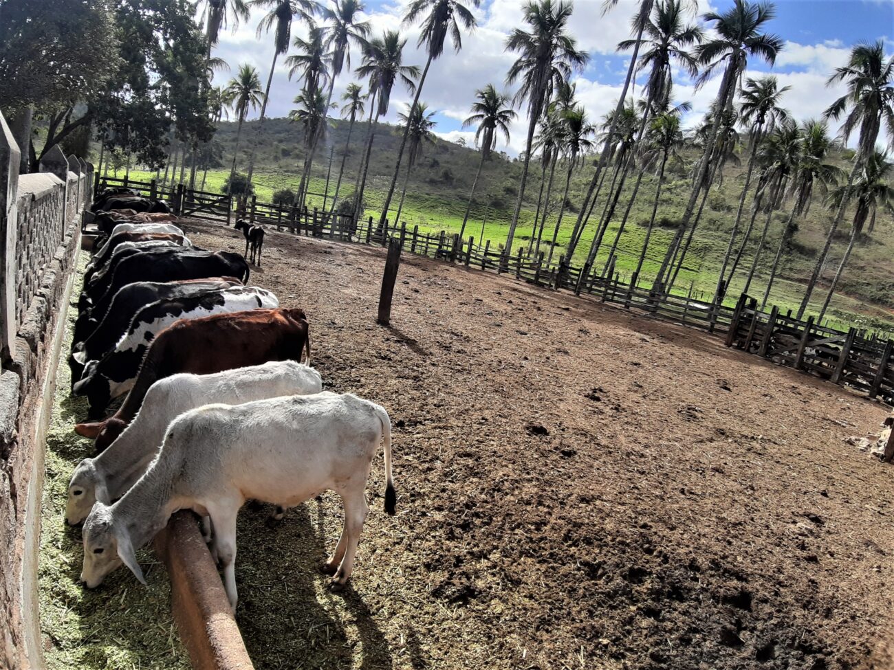 Turismo Rural na Fazenda Sossego em Cantagalo 2 Na seca o gado necessita de alimentação suplementar. Acervo pessoal