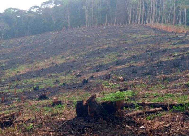 Polícia Ambiental flagra grande área desmatada em Duas Barras