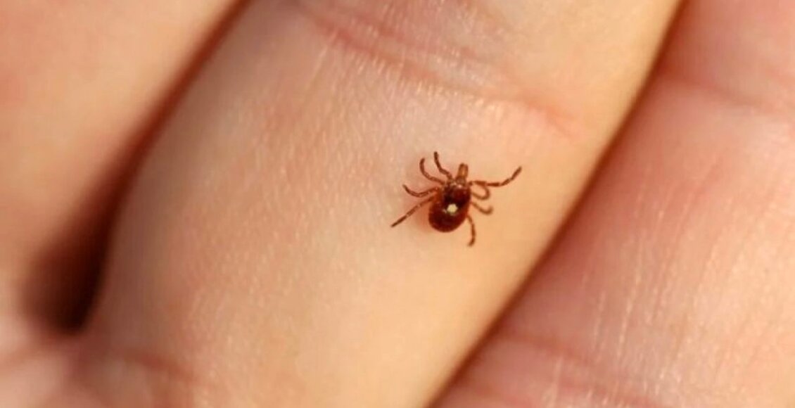 Homem morre com suspeita de febre maculosa no Norte Fluminense