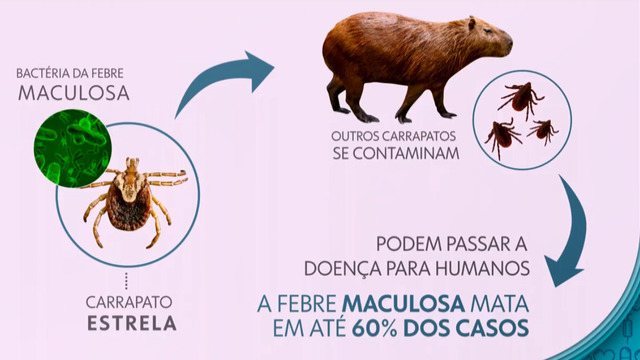 Homem morre com suspeita de febre maculosa no Norte Fluminense 1 Transmissão da Febre Maculosa - Carrapato