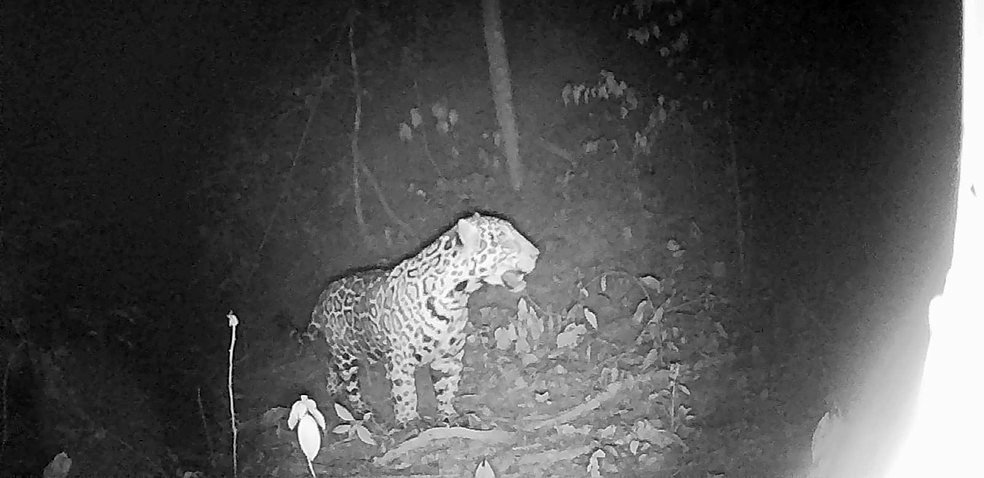 Onça-pintada é flagrada no Sul do Rio de Janeiro após décadas