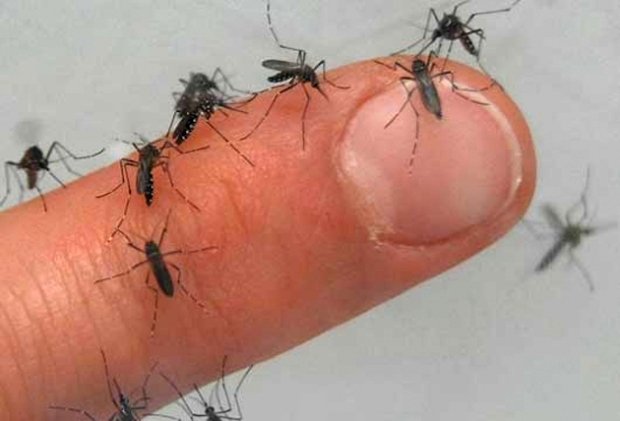 RJ: Municípios da região sofrem com a temporada de infestação dos pernilongos