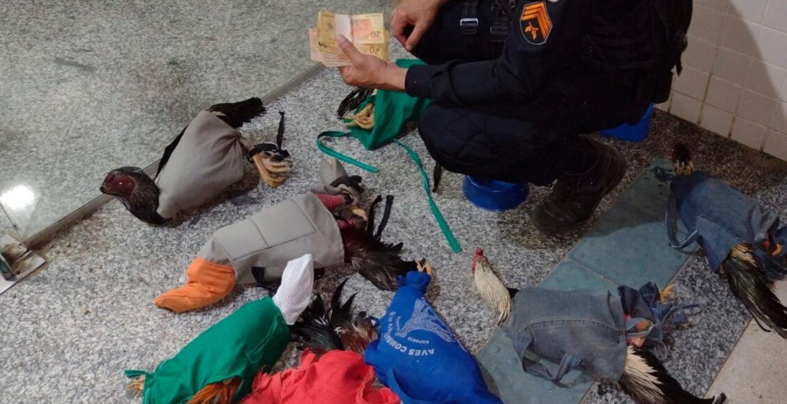Polícia frustra rinha de galos em Cordeiro e seis homens são autuados