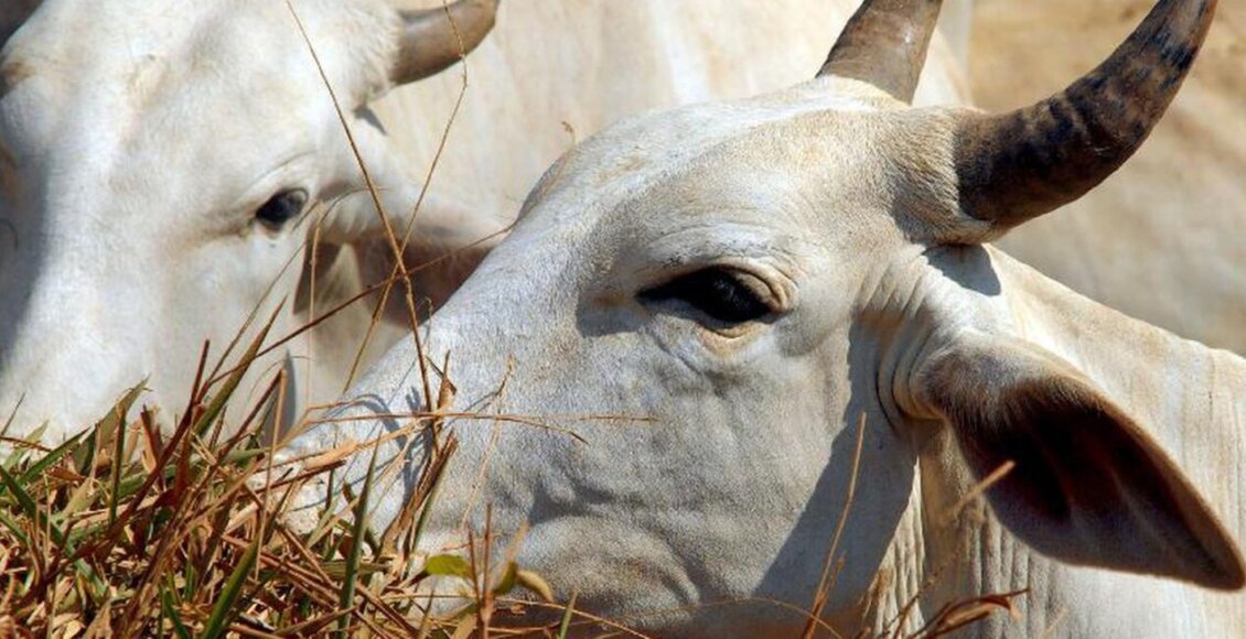 Preço da arroba bovina cai após casos de vaca louca