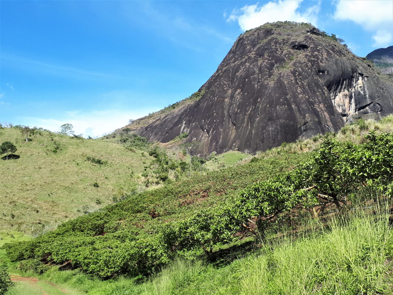 Fazenda do Canteiro: histórica propriedade do Barão das Duas Barras 2 Plantação de goiabas da Fazenda do Canteiro. Acervo pessoal.