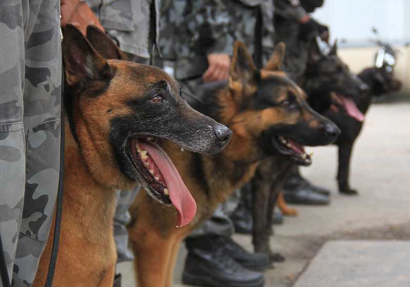 Primeiro Batalhão de Ação com Cães do interior do Estado será construído em Macaé