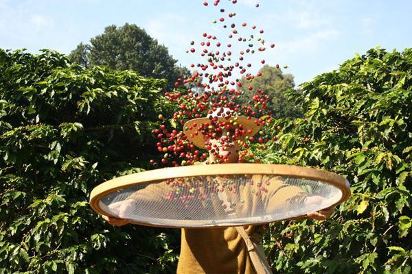 Bom Jardim sediará 1ª Mostra de Qualidade de Café da Região Serrana
