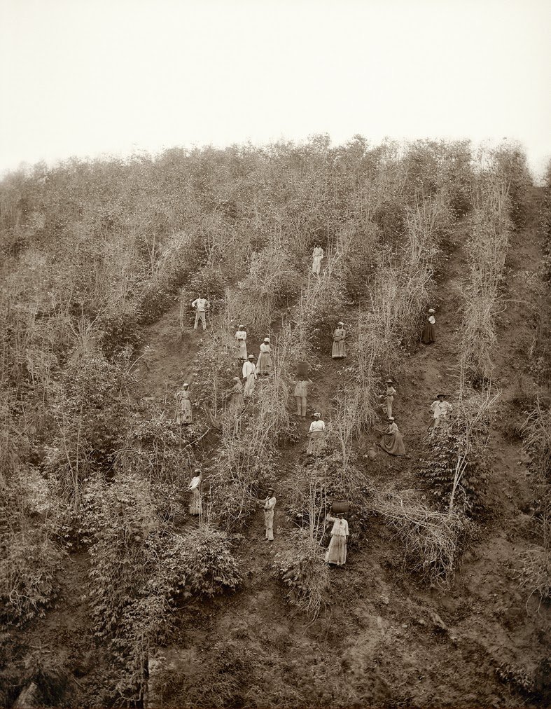 Mostra de Café na Serra na histórica Fazenda Bom Jardim 3 Escravos na colheita do café. Acervo Instituto Moreira Sales