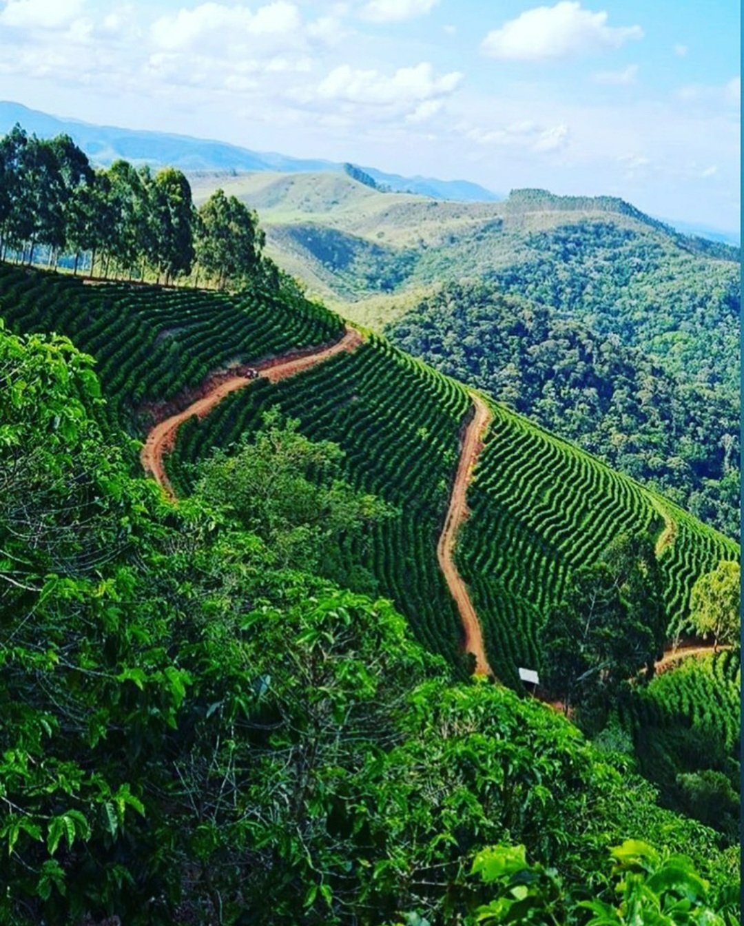Mostra de Café na Serra na histórica Fazenda Bom Jardim 4 Plantação do café de montanha dos Erthal. Acervo da família.