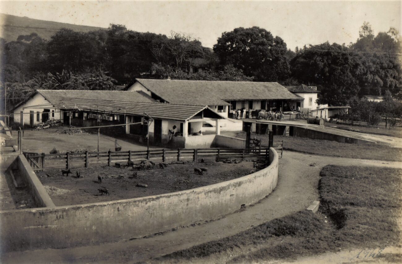 Engenho Central Laranjeiras: uma linhagem de usineiros 7 Vista da criação de porcos e do armazém. Acervo pessoal