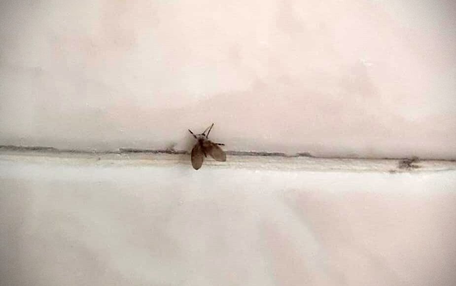 Mosquitinho de banheiro
