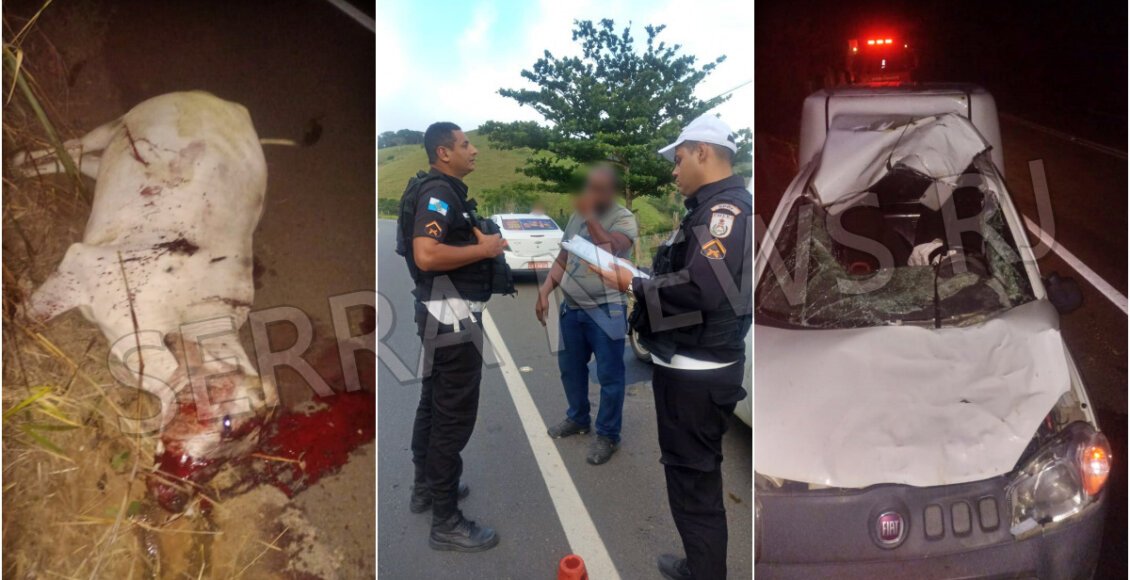 Carro colide com vaca em distrito de Santo Antônio de Pádua